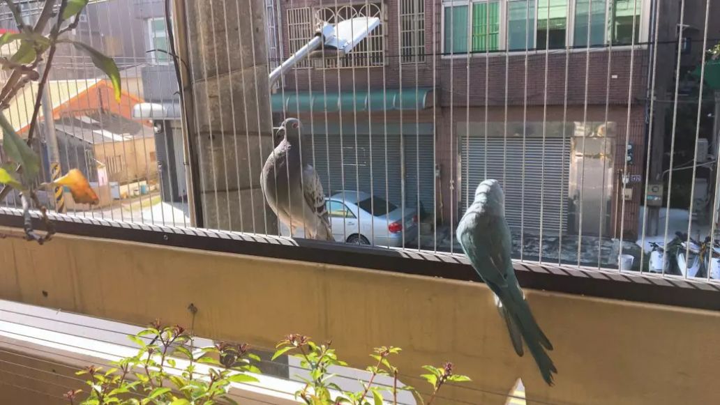 Invisible Grills for Pigeon Control
