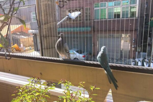 Invisible Grills for Pigeon Control