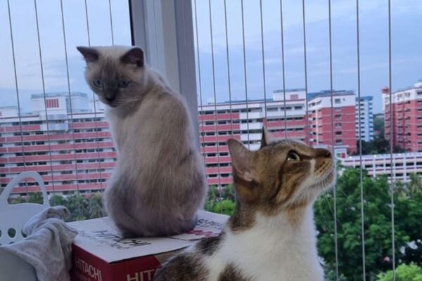 Invisible Grills for Pets Safety