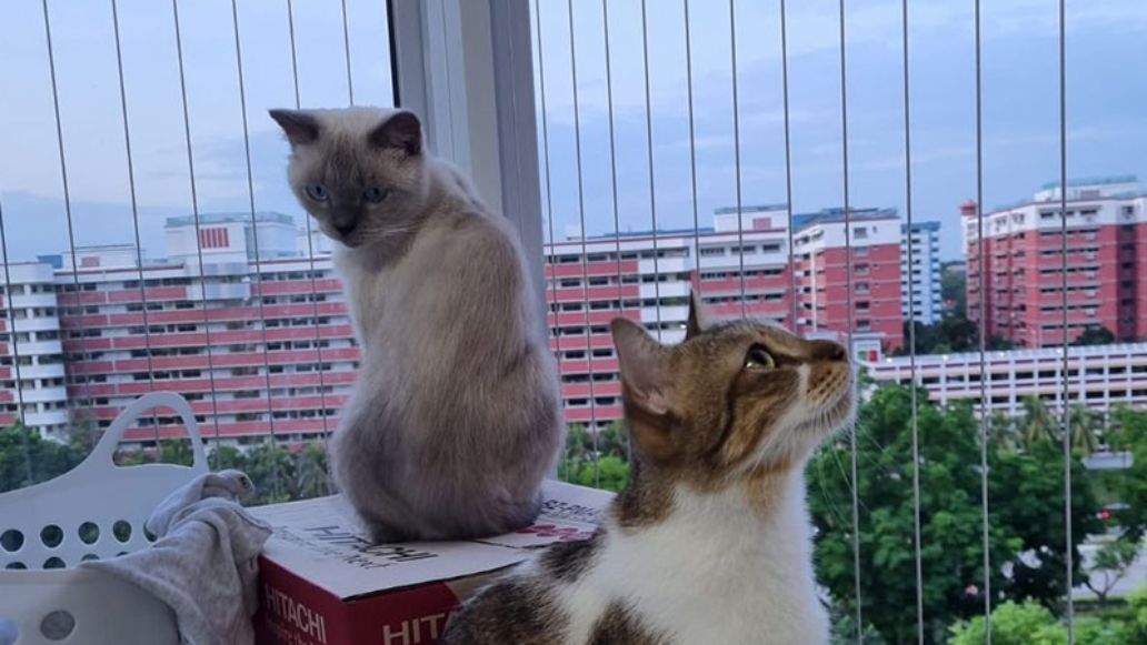 Invisible Grills for Pets Safety