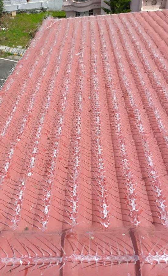 Bird Control Spikes in Bangalore | Call 9900767340 | AV Safety Nets Bird Control Spikes