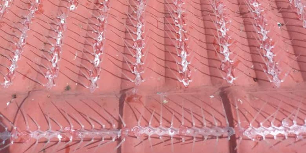 Pigeon Control Spikes